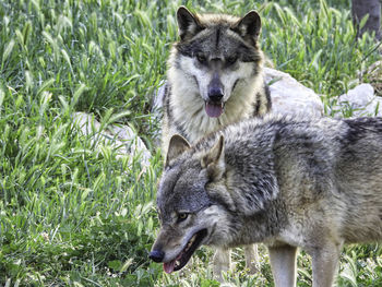 View of two cats on ground