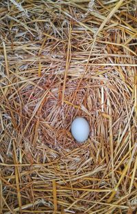 Close-up of eggs