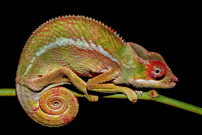 Close-up of chameleon on twig over black background