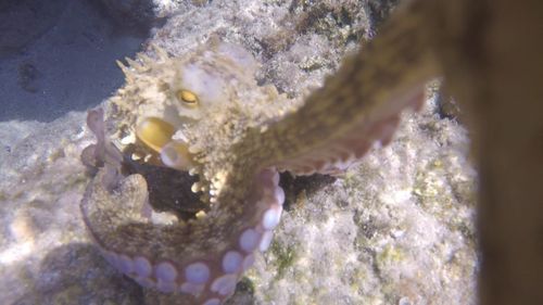 Close-up of fish underwater