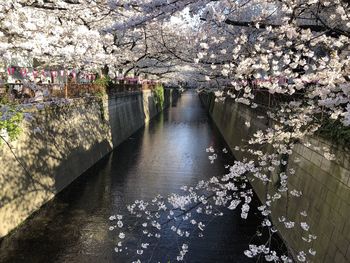 Cherry blossoms full bloom by the canal