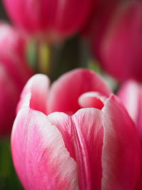 Close-up of pink tulip