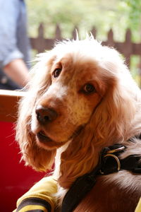 Close-up portrait of dog