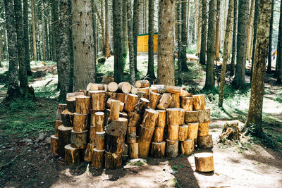 Stack of logs on field in forest