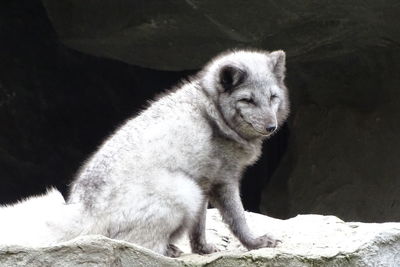 Cat looking away while sitting on rock