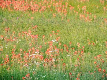 Red poppy flowers in field