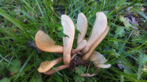 Close-up of plant growing on field