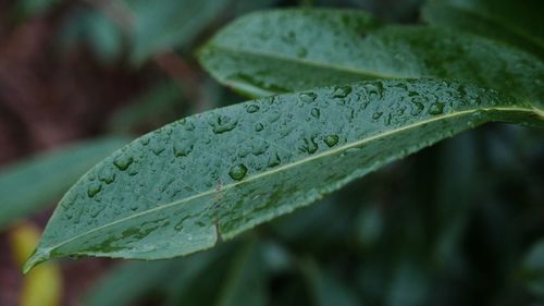 Close-up of wet plant leaves