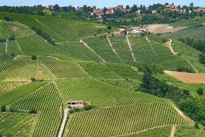 High angle view of agricultural field