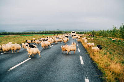 Flock of sheep on road