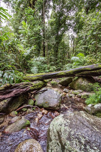 View of river passing through forest