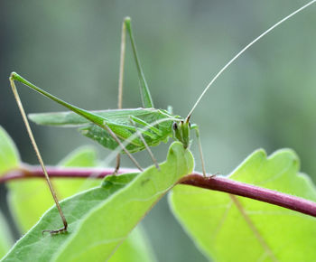 Close-up of locust grasshopper on leaf