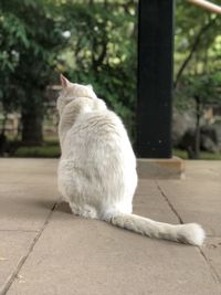 Cat sitting on footpath