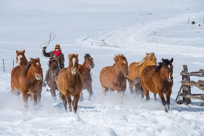 Woman riding horses on snow covered field