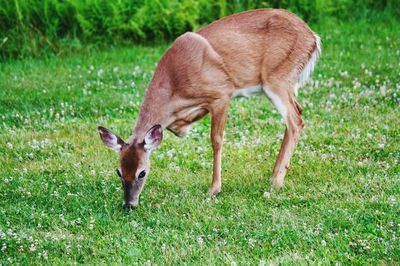 Close-up of deer on grass