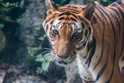 Close-up portrait of a tiger in zoo