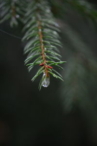 Close-up of plant