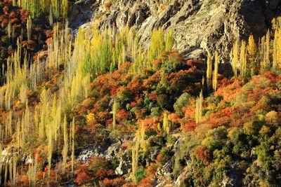 Scenic view of forest during autumn