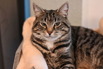 Close-up portrait of tabby cat