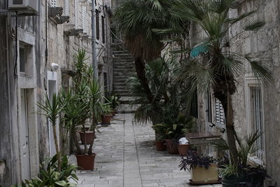 Potted plants by building