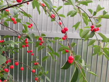 Close-up of red berries growing on tree