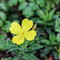 Close-up of yellow flower