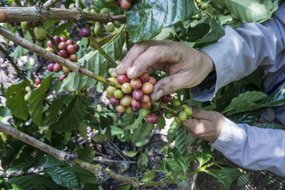 Close-up of hand holding berries