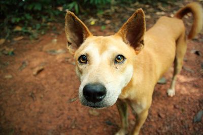 High angle portrait of dog on field