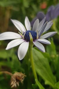 Close-up of white flowering plant in park