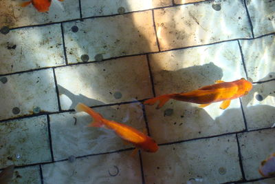 High angle view of koi carps swimming in sea