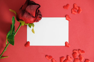 Close-up of rose against red wall