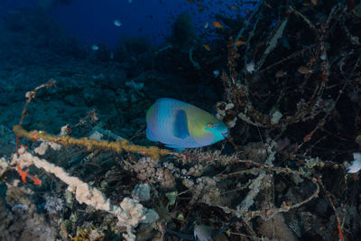 Fish swimming in sea