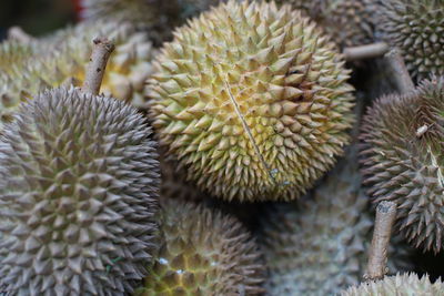 Close-up of succulent plant