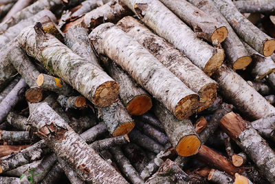 Full frame shot of logs in forest