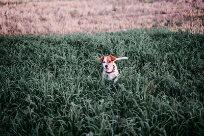 Portrait of dog standing amidst grass