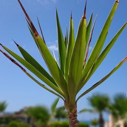Close-up of plant against clear sky