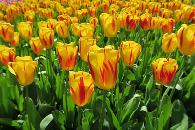 Close-up of yellow tulips in field