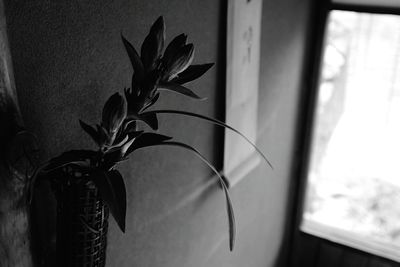 Close-up of plant against wall