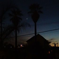 Low angle view of illuminated palm trees at night