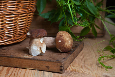 Close-up of mushrooms growing on table