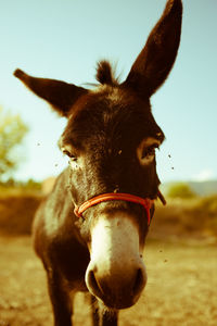 Close-up portrait of donkey standing on field