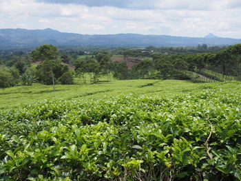 Scenic view of field against sky