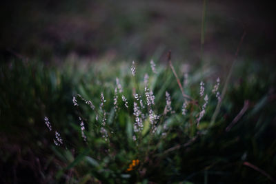 Close-up of water drops on grass