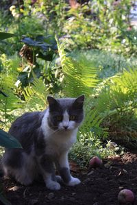 Portrait of cat sitting on field