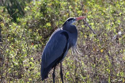 High angle view of gray heron perching on field