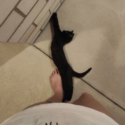 High angle view of cat lying down on floor