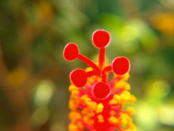 Close-up of red flower against blurred background