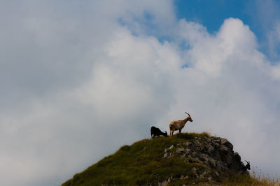 Low angle view of bird on rock against sky