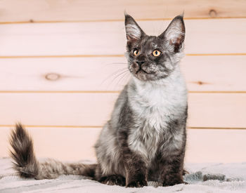 Close-up portrait of cat