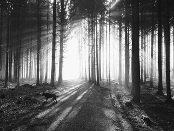 Road passing through forest